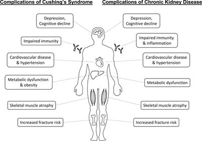 Cortisol excess in chronic kidney disease – A review of changes and impact on mortality